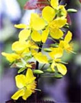 Hoa Mai flower, a yellow flowering plant